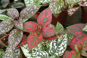How-To-Propagate-Polka-Dot-Plant_-Tips-On-How-To-Do-It