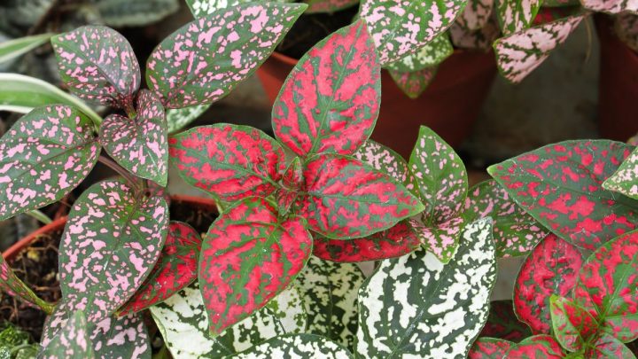 How To Propagate Polka Dot Plant: Tips On How To Do It