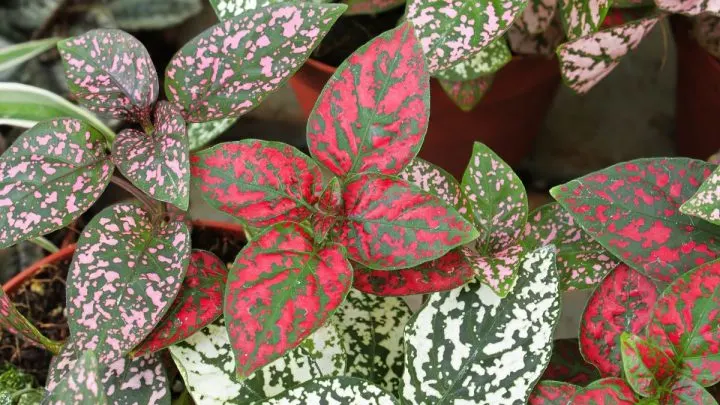Polka Dot Plant Propagation How to Grow More of These Beauties