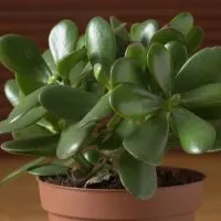 How-To-Properly-Care-Of-Jade-Plants-Crassula-ovata