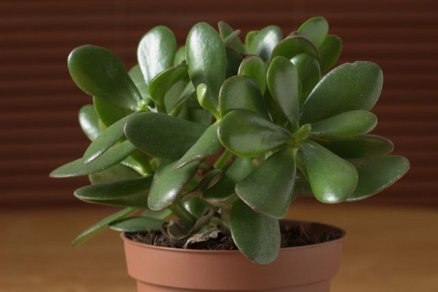 White Spots On Jade Plant: Causes And Right Solutions - Plantisima