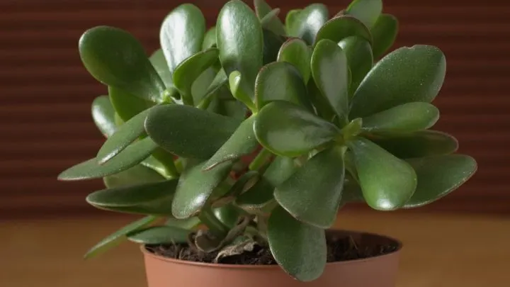 9 Popular Varieties of Jade Plants (Crassula)