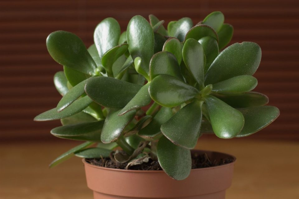 White Spots On Jade Plant: Causes And Right Solutions - Plantisima