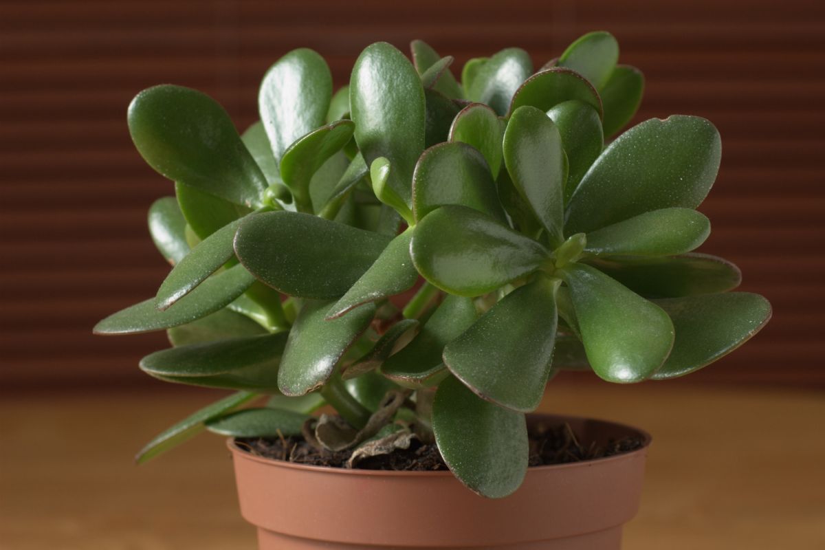 How-To-Properly-Care-Of-Jade-Plants-Crassula-ovata
