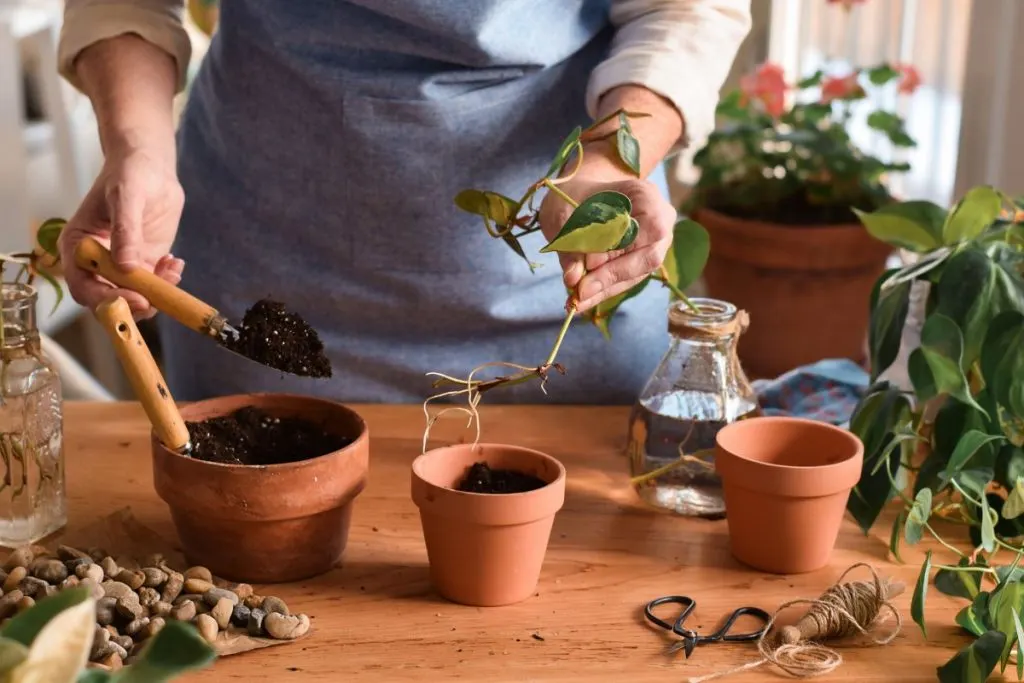 How-to-Choose-A-Perfect-Potting-Soil-For-Pothos-Faster-Growth