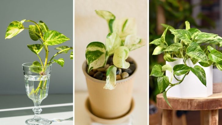 How to Maximize Pothos Growth With These Easy and Effective Methods