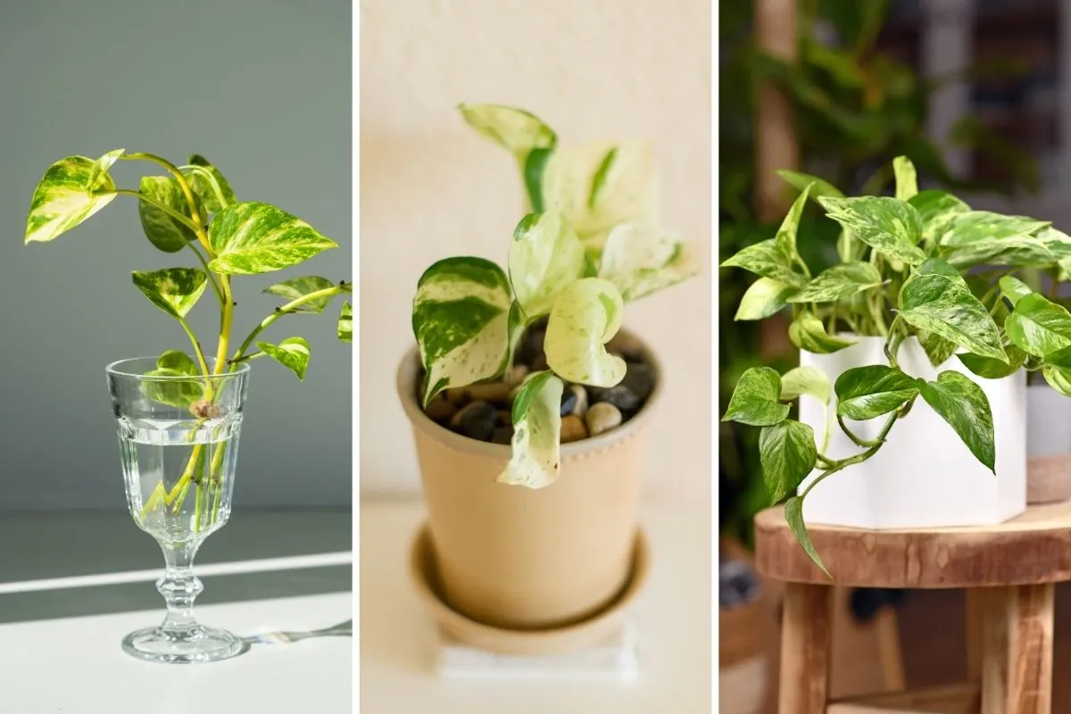 How to Maximize Pothos Growth With These Easy and Effective Methods