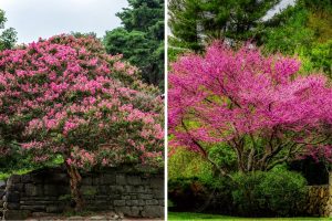 How to Properly Care for 7 Stunning Flowering Trees in Georgia