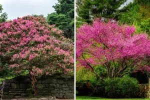 How to Properly Care for 7 Stunning Flowering Trees in Georgia