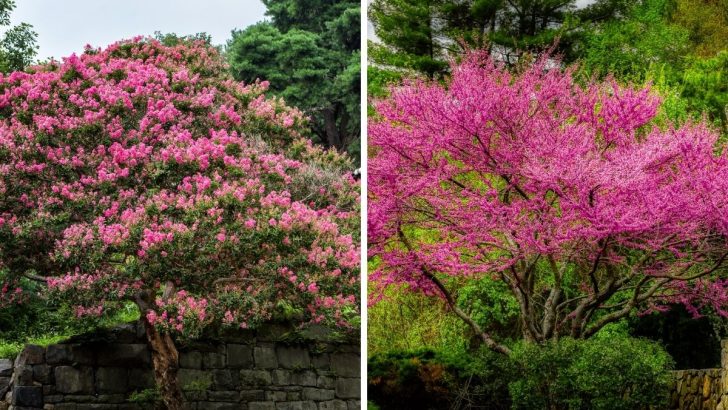 How to Properly Care for 7 Stunning Flowering Trees in Georgia