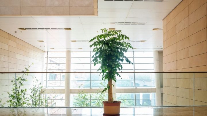 Indoor Trees Low Light: 9 Indoor Trees That Require Low Light