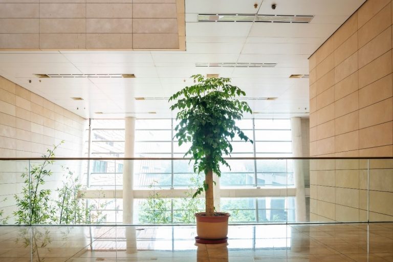 Indoor-Trees-Low-Light_-9-Indoor-Trees-That-Require-Low-Light