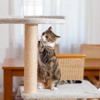 Indoor-Trees-Safe-For-Cats_-11-Indoor-Trees-That-Are-Meow-Safe