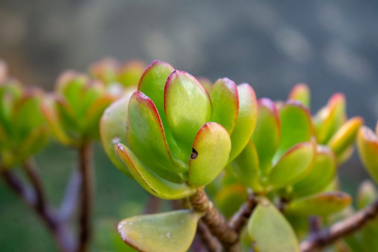 White Spots On Jade Plant Causes And Right Solutions Plantisima