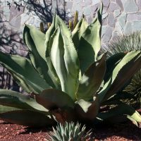 Large-Succulent-Plants_-The-Best-9-For-Your-Home