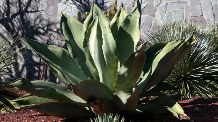 Make a Statement with These 9 Large Succulent Plants for Your Home