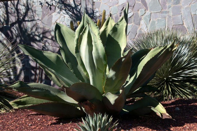 Large-Succulent-Plants_-The-Best-9-For-Your-Home