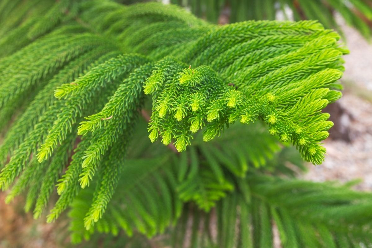 Learn-About-Norfolk-Island-Pine-Indoor-Tree