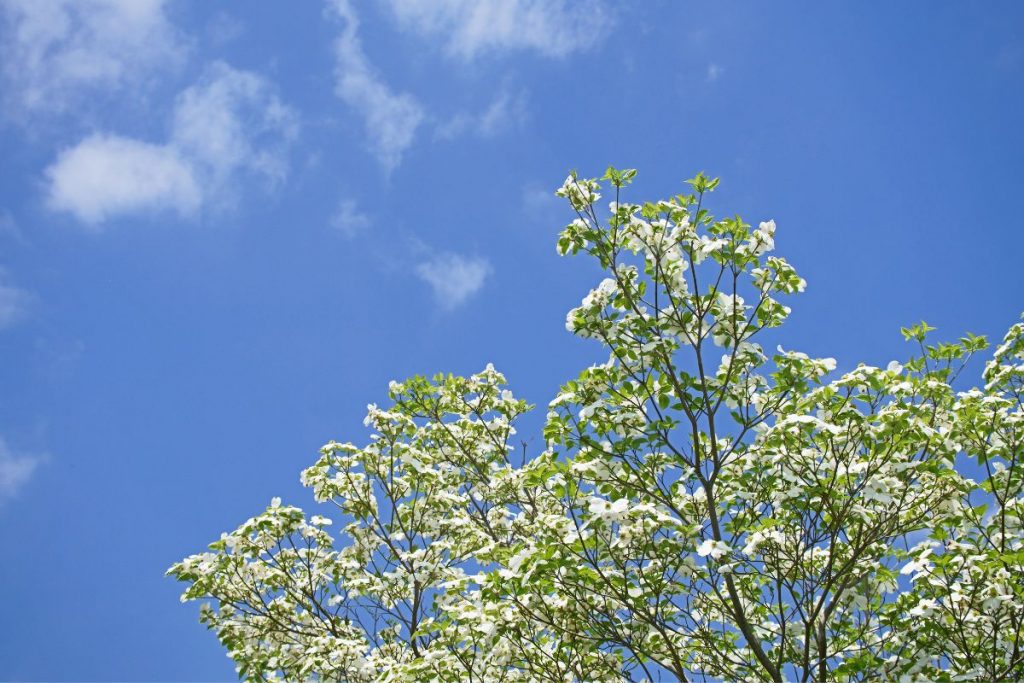 Learn-All-About-Flowering-Dogwood