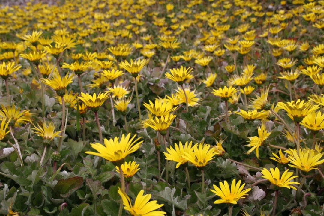 Ground Cover With Yellow Flowers 8 Yellow Flower Beauties Plantisima