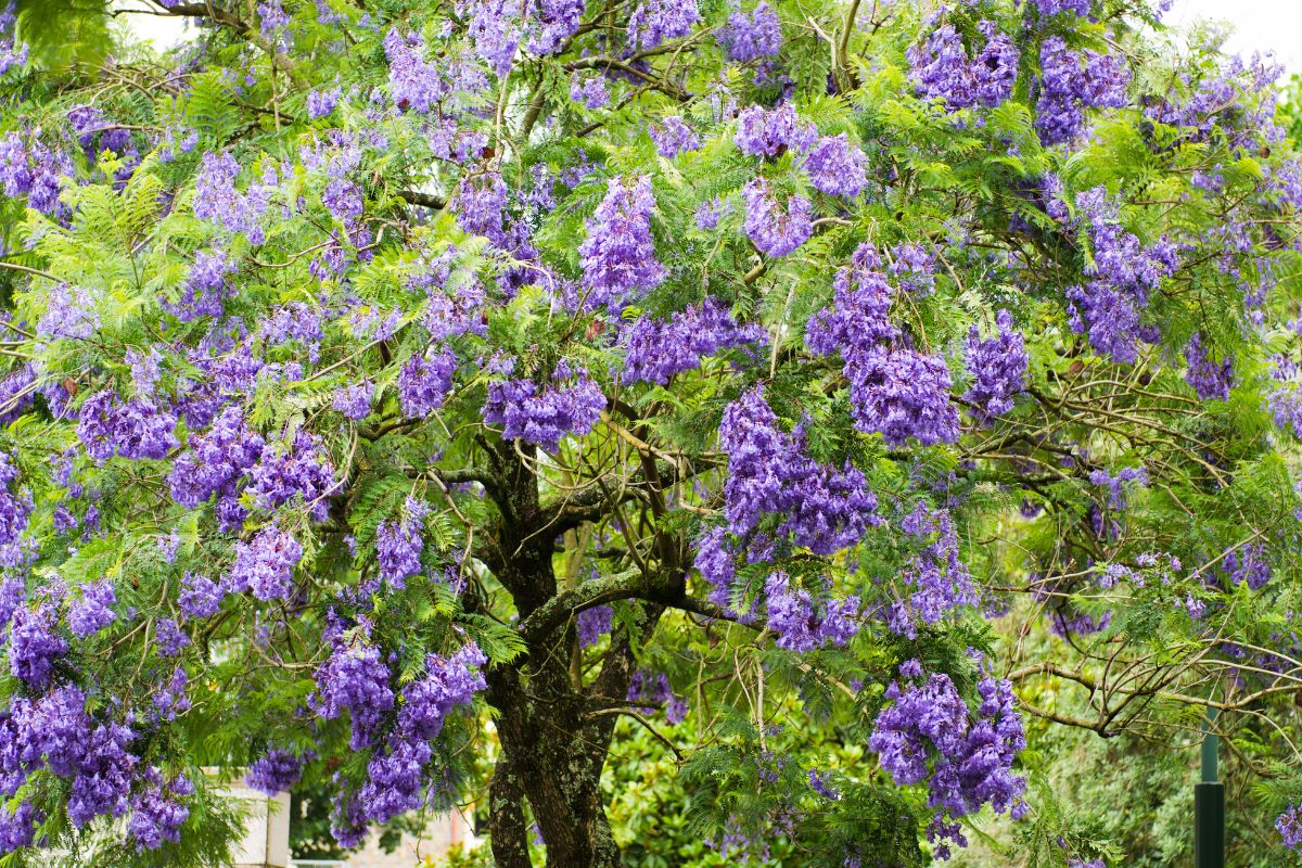 Dwarf Jacaranda Tree Care Guide For Jacaranda Bonsai Blue Plantisima