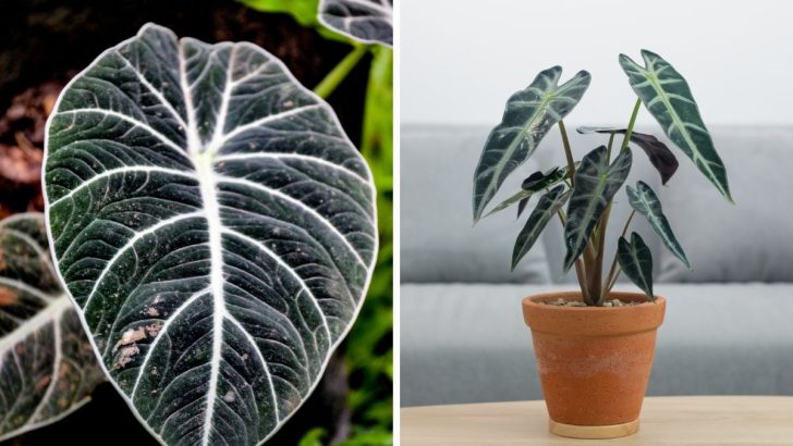 Master the Art of Growing Alocasia Black Velvet at Home