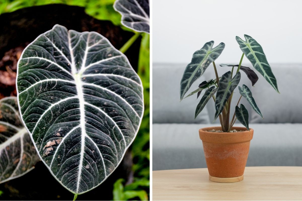 Master the Art of Growing Alocasia Black Velvet at Home