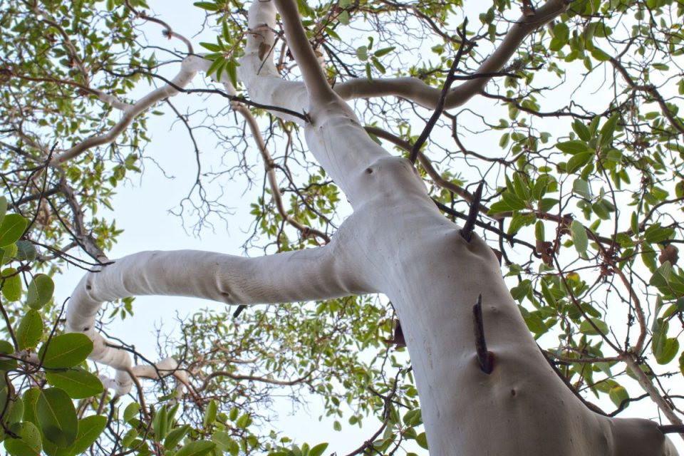 Most Expensive Tree Sandalwood Tree And Others Plantisima