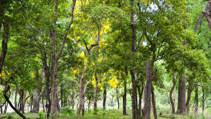 Discover the World’s Most Expensive Trees, Starting with Sandalwood
