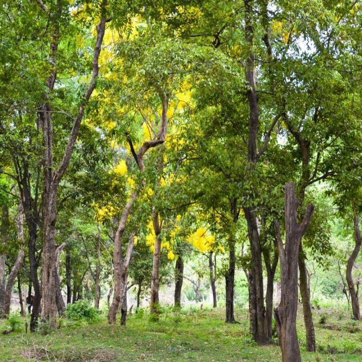 most expensive tree Archives Plantisima