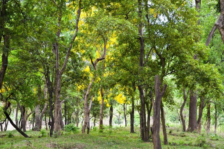 Most-Expensive-Tree_-Sandalwood-Tree-And-Others