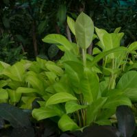 Neon-Philodendron_-Care-Guide-And-Its-Features