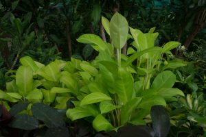 Neon-Philodendron_-Care-Guide-And-Its-Features