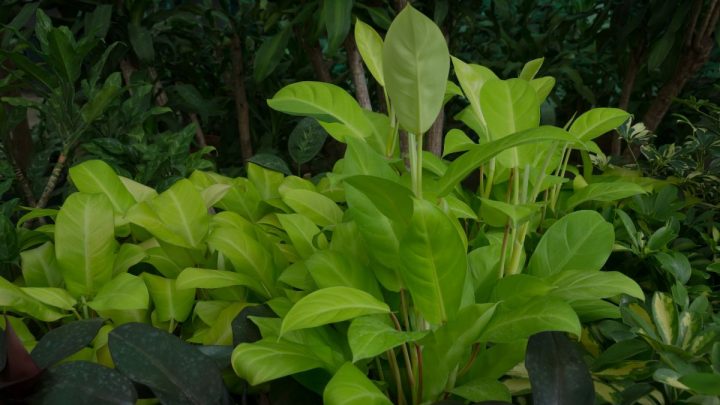 Neon Philodendron: Care Guide And Its Features