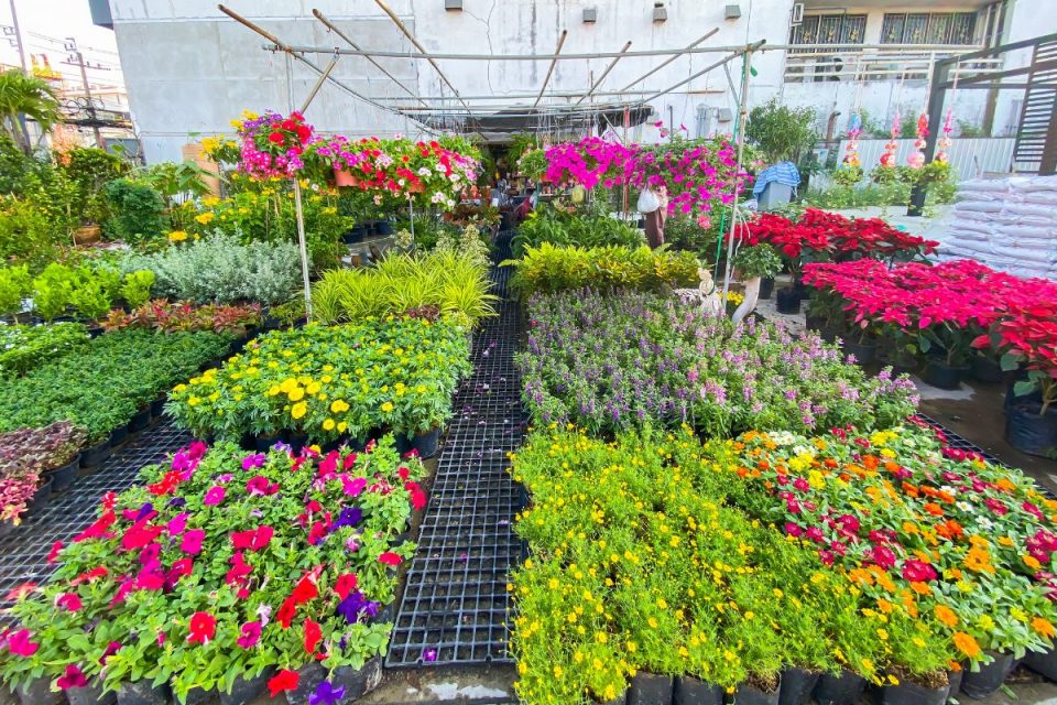 How Many Plants In Flat Best Flowers For The Flat Flowers Plantisima