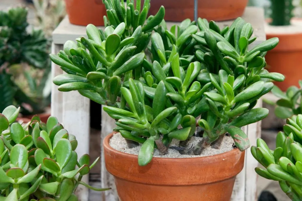 Other-Causes-Of-White-Spots-On-Jade-Plant