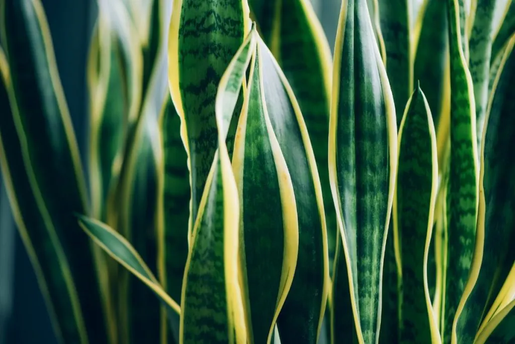 Overwintering-Of-A-Snake-Plant