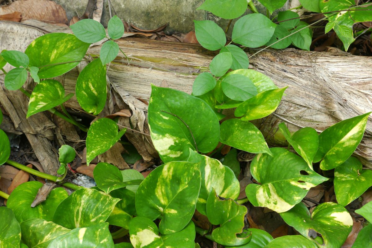 How To Make Pothos Grow Faster The Best Tips And Tricks Plantisima