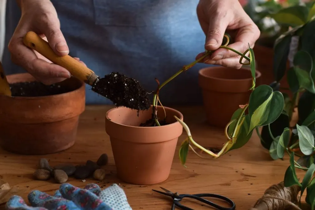 Pothos-Root-Rot-Issues