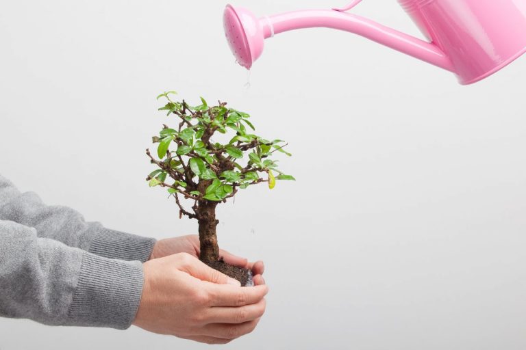 Dwarf Jacaranda Tree Care Guide For Jacaranda Bonsai Blue