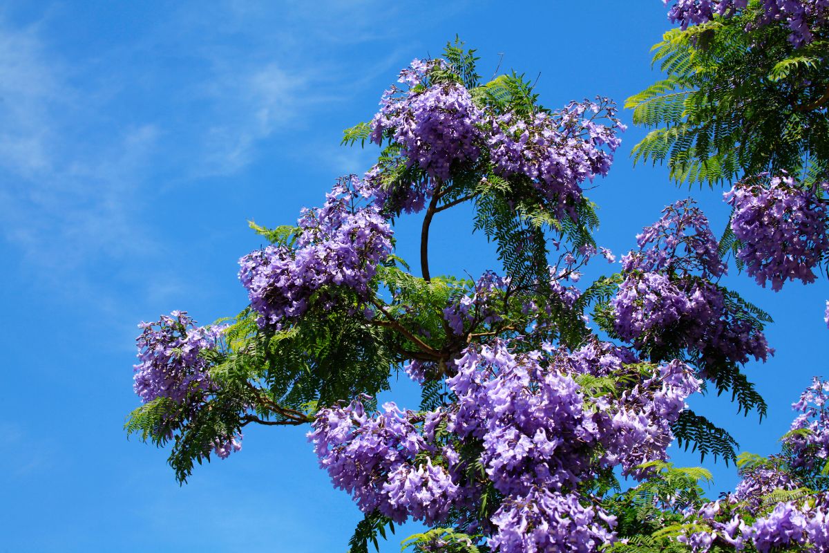 Dwarf Jacaranda Tree Care Guide For Jacaranda Bonsai Blue Plantisima