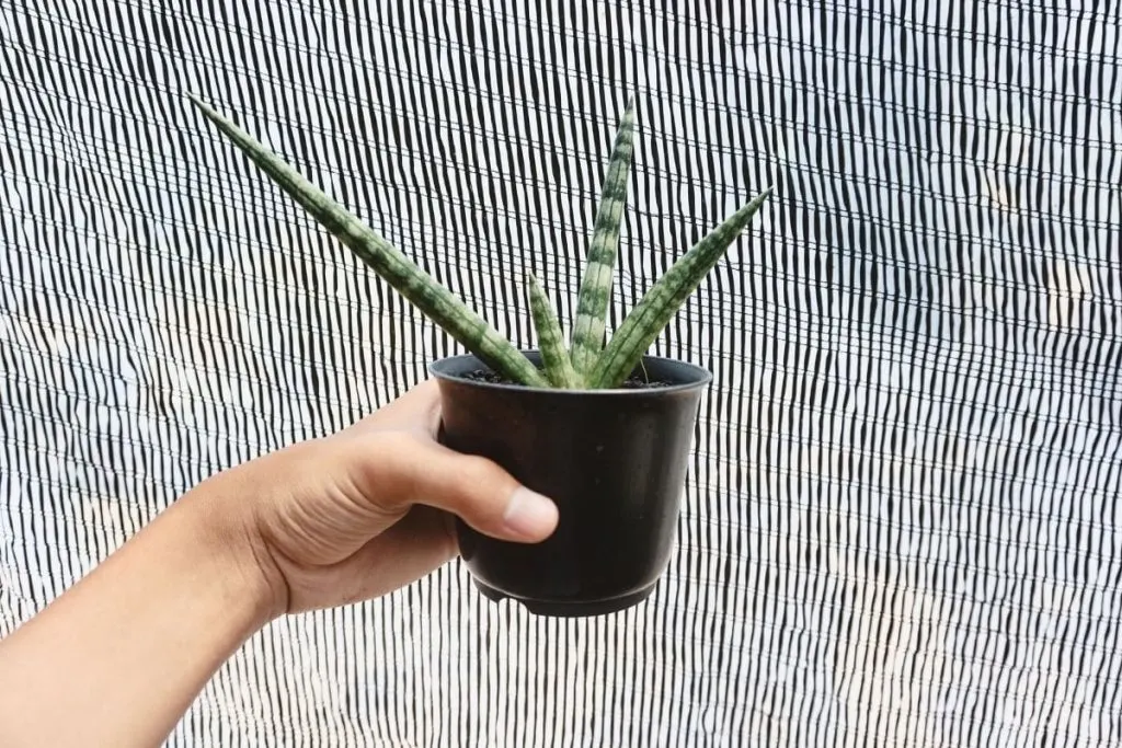 Pruning-Time-For-Snake-Plants