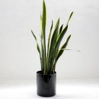 Rare-Snake-Plant_-More-About-Hissing-Snake-Plants