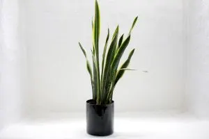 Rare-Snake-Plant_-More-About-Hissing-Snake-Plants