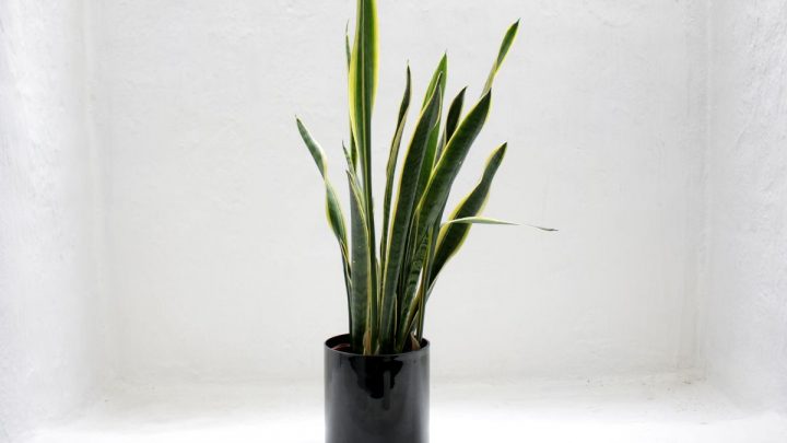 Rare Snake Plant: More About Hissing Snake Plants