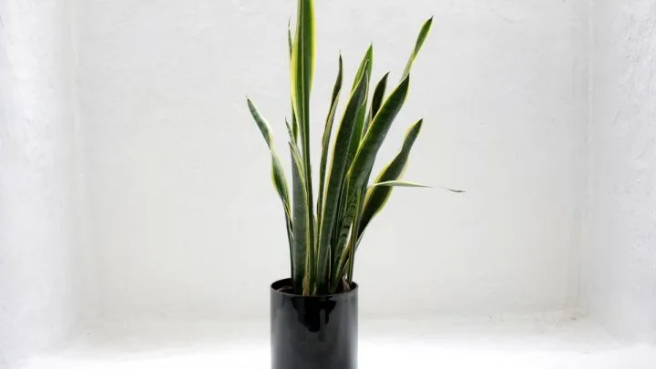 What Makes the Rare Hissing Snake Plant So Fascinating?