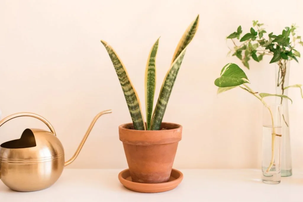 Repot-Time-For-Rare-Snake-Plant