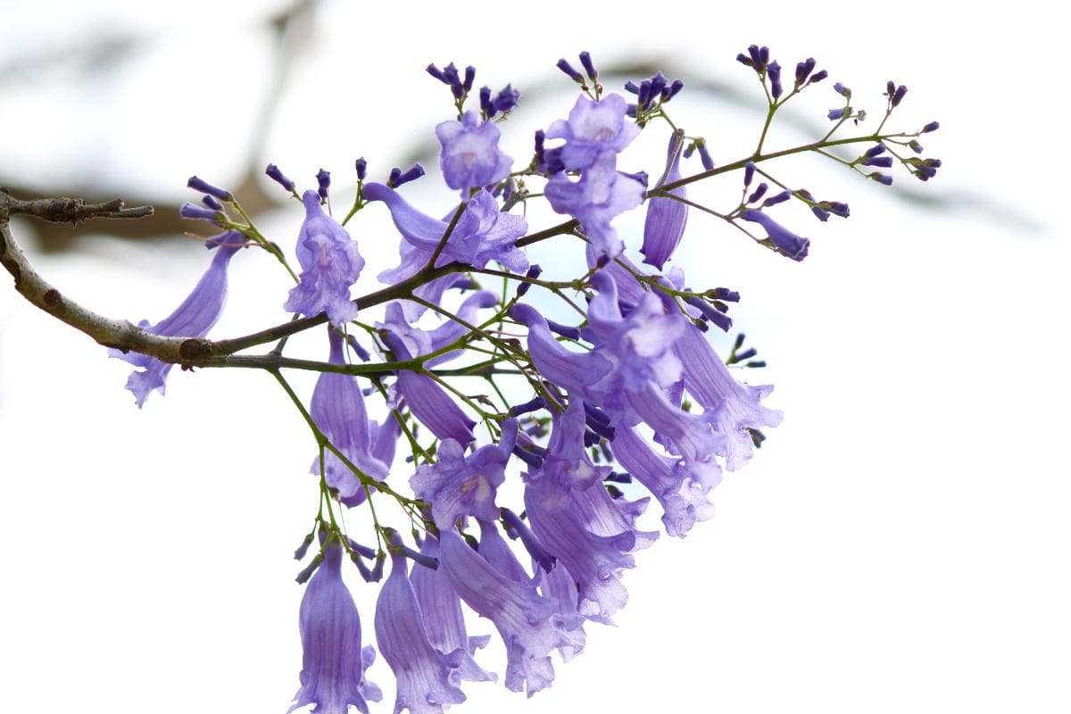 Dwarf Jacaranda Tree Care Guide For Jacaranda Bonsai Blue Plantisima