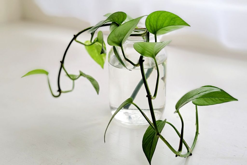 Share-Your-New-Knowledge-On-How-To-Make-Pothos-Grow-Faster