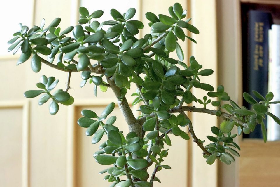 White Spots On Jade Plant: Causes And Right Solutions - Plantisima